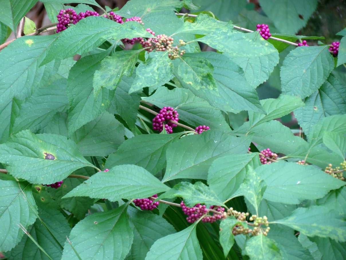 Callicarpa giraldii bodinieri var Seeds Schönfrucht, Beautyberry / 100 Samen Callicarpa giraldii bodinieri var Seeds Schönfrucht, Beautyberry / 100 Samen