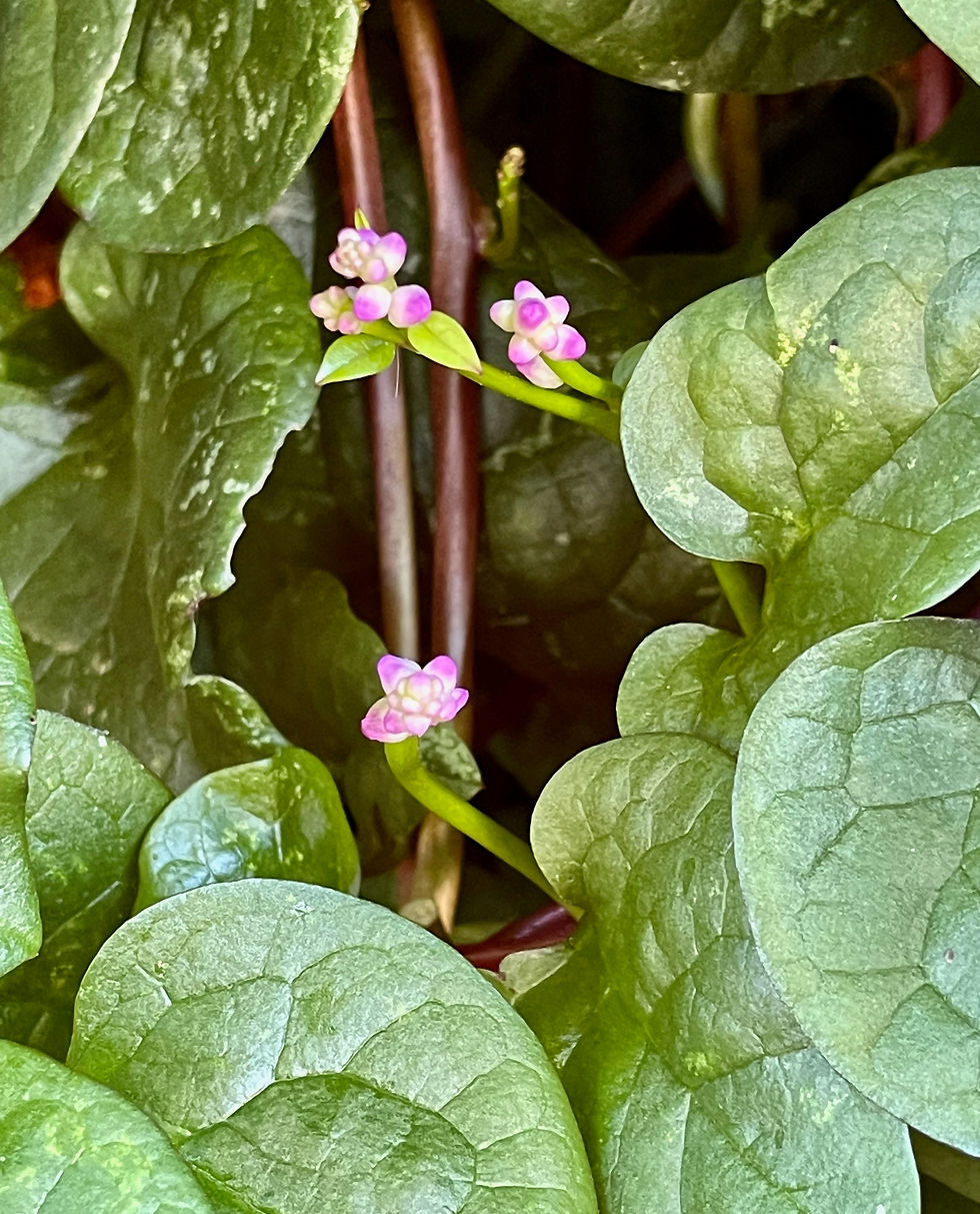 Thumbnail: Roter Malabarspinat - Basella alba var. Rubra - Frische Samen