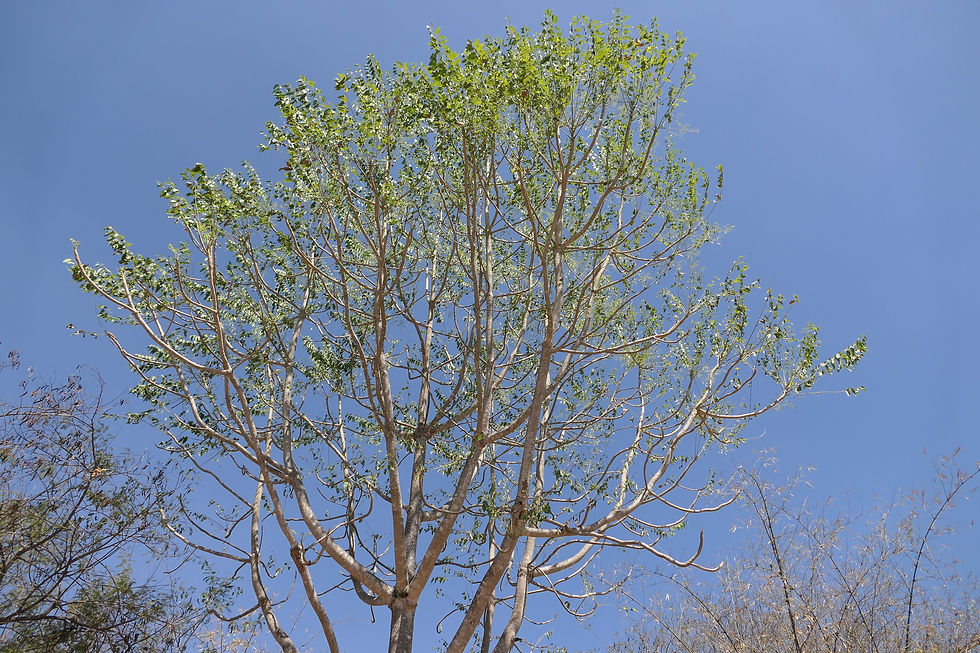 Thumbnail: Indischer Götterbaum - Ailanthus Excelsa - Frische Samen