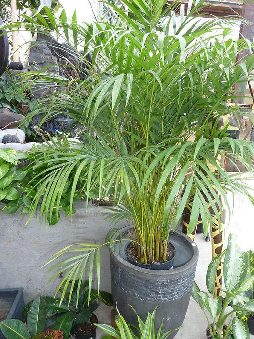 Areca Palme / Goldfruchtpalme - Dypsis Lutescens | nicks-asianshop.com