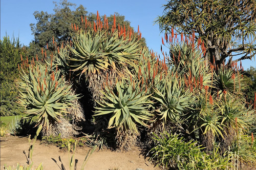 baum aloe pflege Baumaloe, Aloe arborescens, groß – toskanagartenshop main image 1