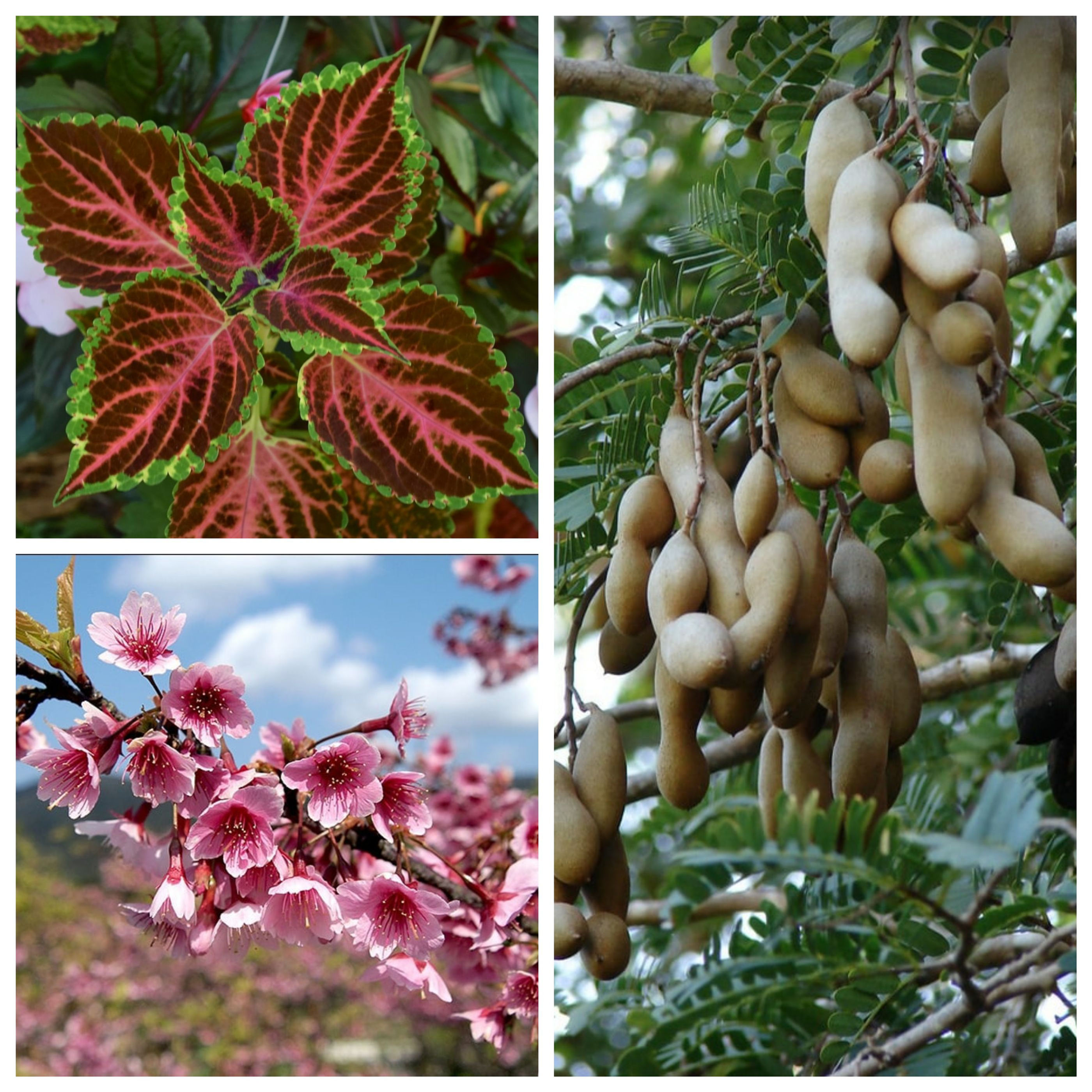 Package - 6: sweet tamarind, sakura cherry, coleus - colored nettle