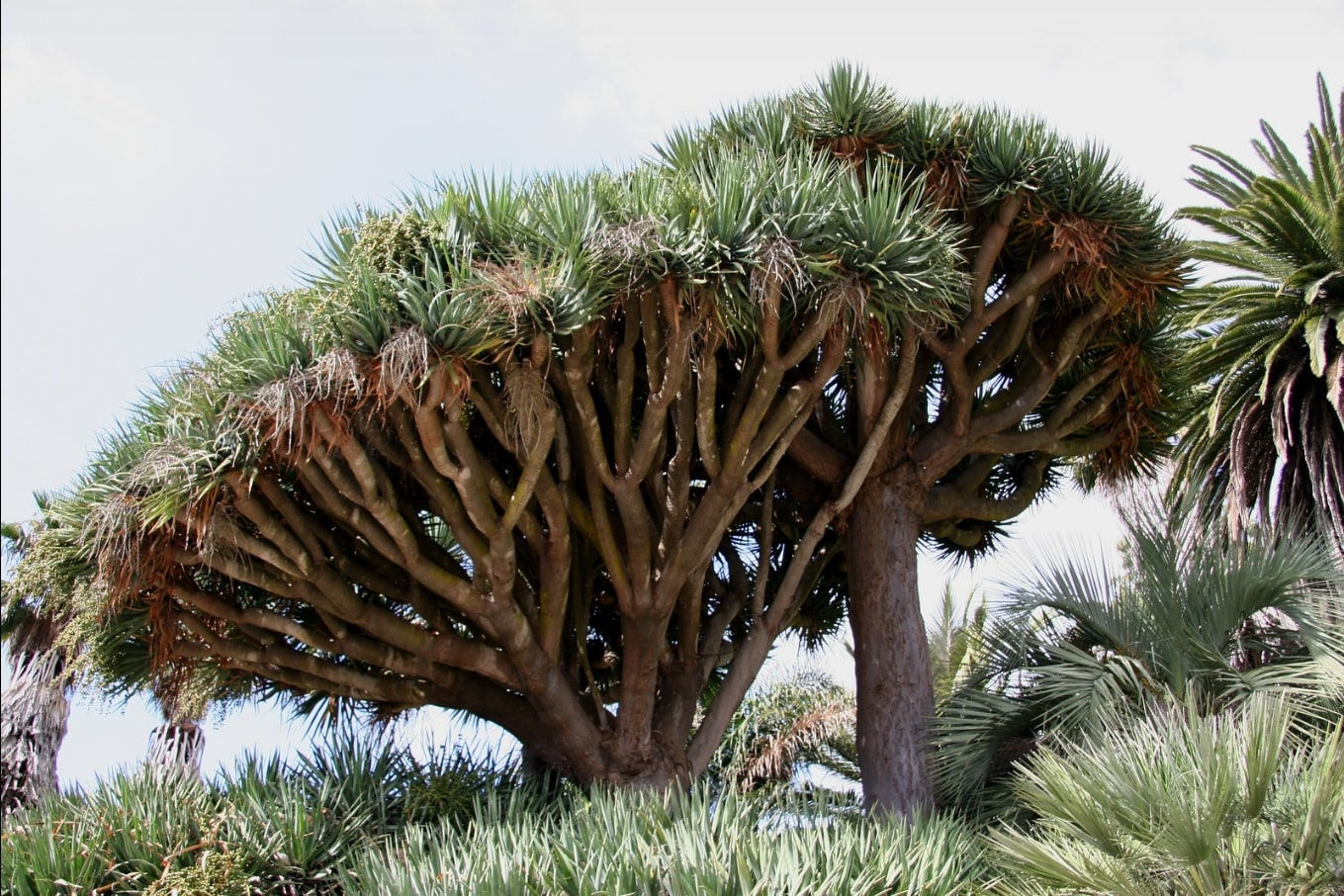 Kanarischer Drachenbaum - Dracaena draco - Frische Samen