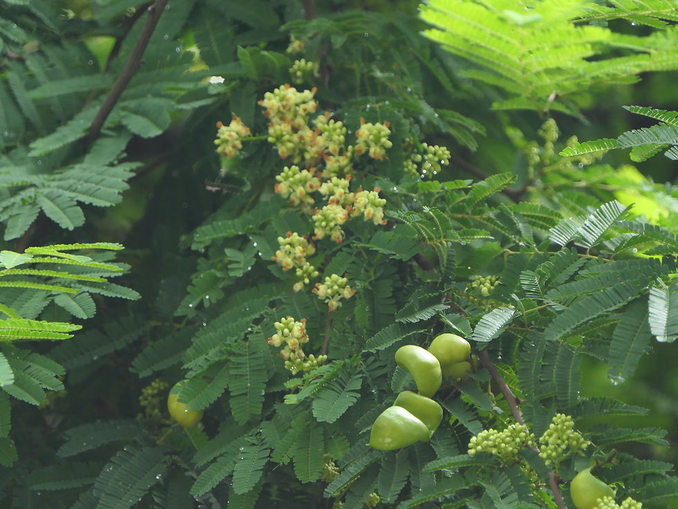 Miniatura: Divi Divi Baum - Caesalpinia Coriaria - Frische Samen