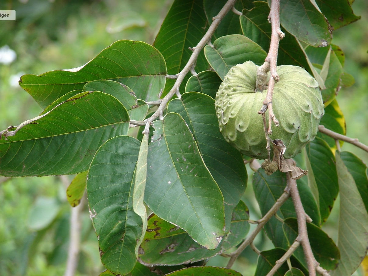 Cherimoya - cinnamon apple
