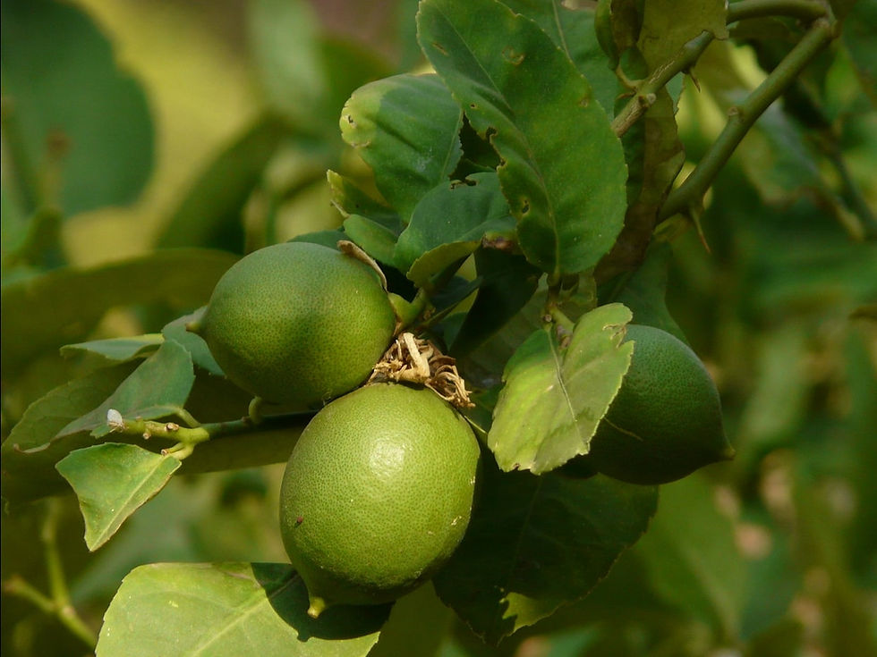 Thumbnail: Echte / saure Limette - Citrus aurantiifolia - Frische Samen