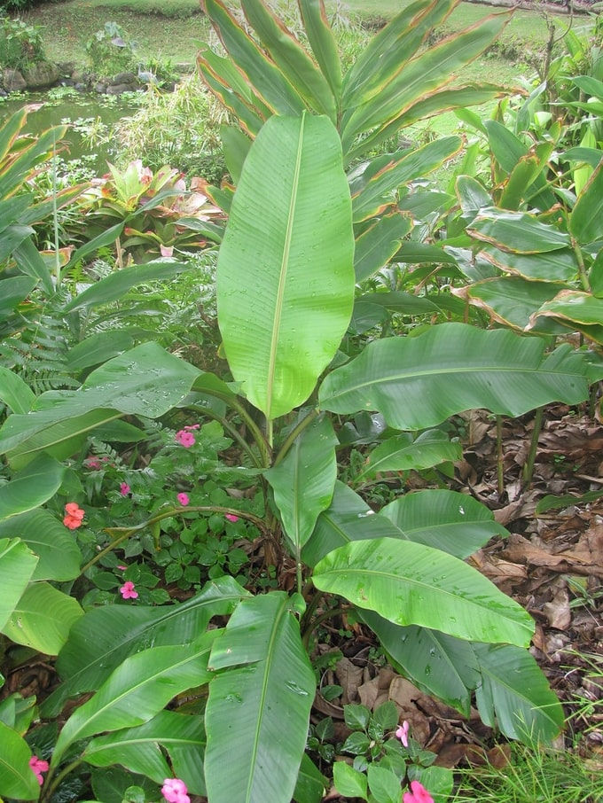 Miniatura: Banane nane rosse - Musa velutina