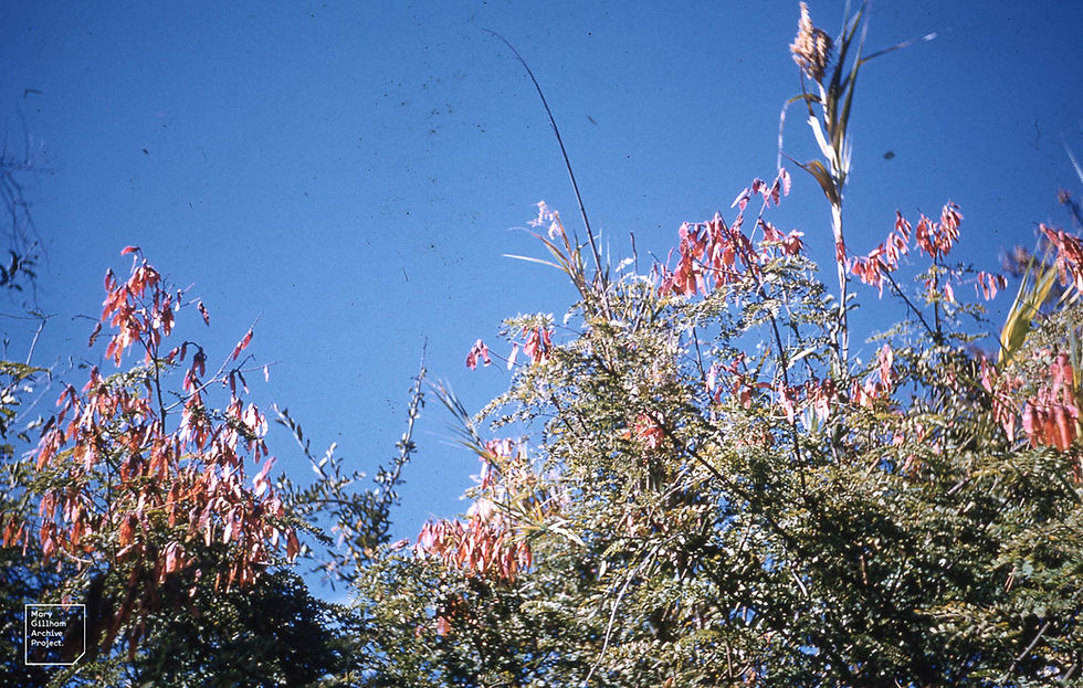 Thumbnail: Indische Rotdrossel - Pterolobium Hexapetalum - Frische Samen