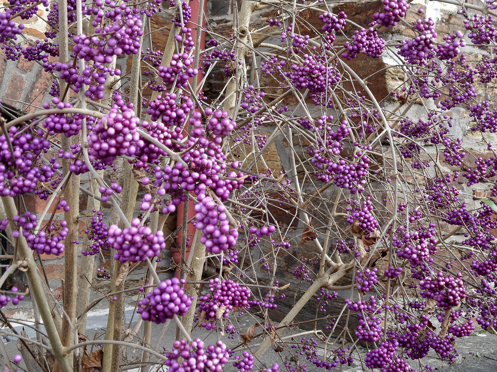 Chinesische Schönfrucht - Callicarpa giraldii - Frische Samen