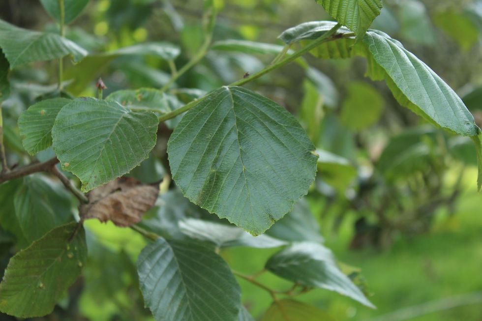 Thumbnail: Andes - Alder - Alnus acuminata - Fresh seeds