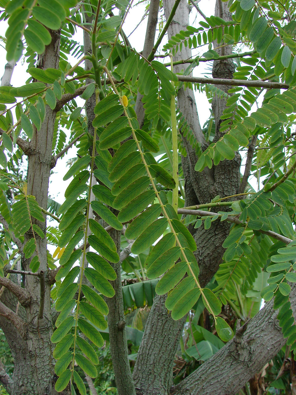 Thumbnail: Kolibribaum / Turibaum - Sesbania Grandiflora - Weiss - Frische Samen