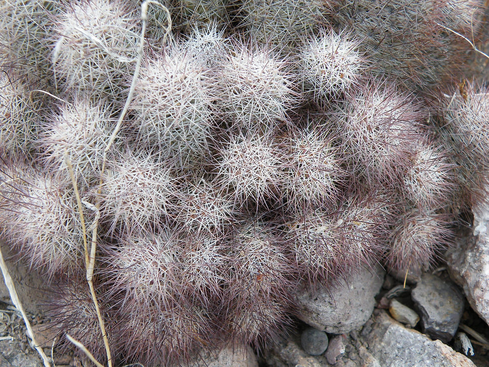Thumbnail: Wüstenkaktus - Mammillaria Dioica - Frische Samen