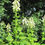 Miniatura: Himalaya Riesenlilie - Frische Samen - Cardiocrinum Giganteum