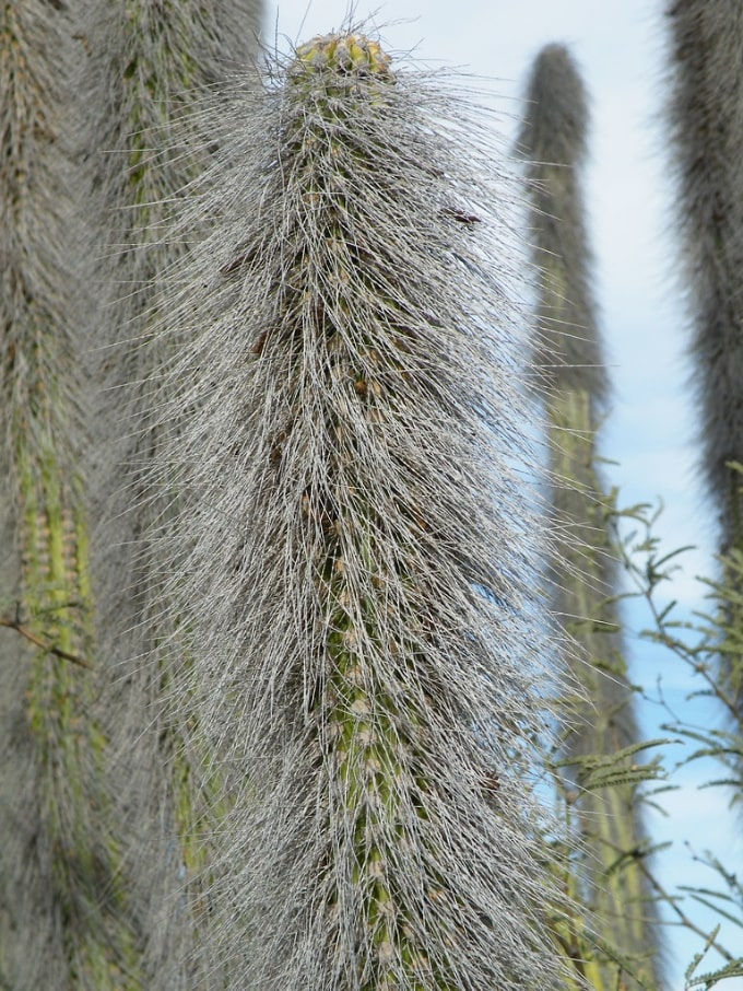 Thumbnail: Totem Pole Cactus - Lophocereus Schottii