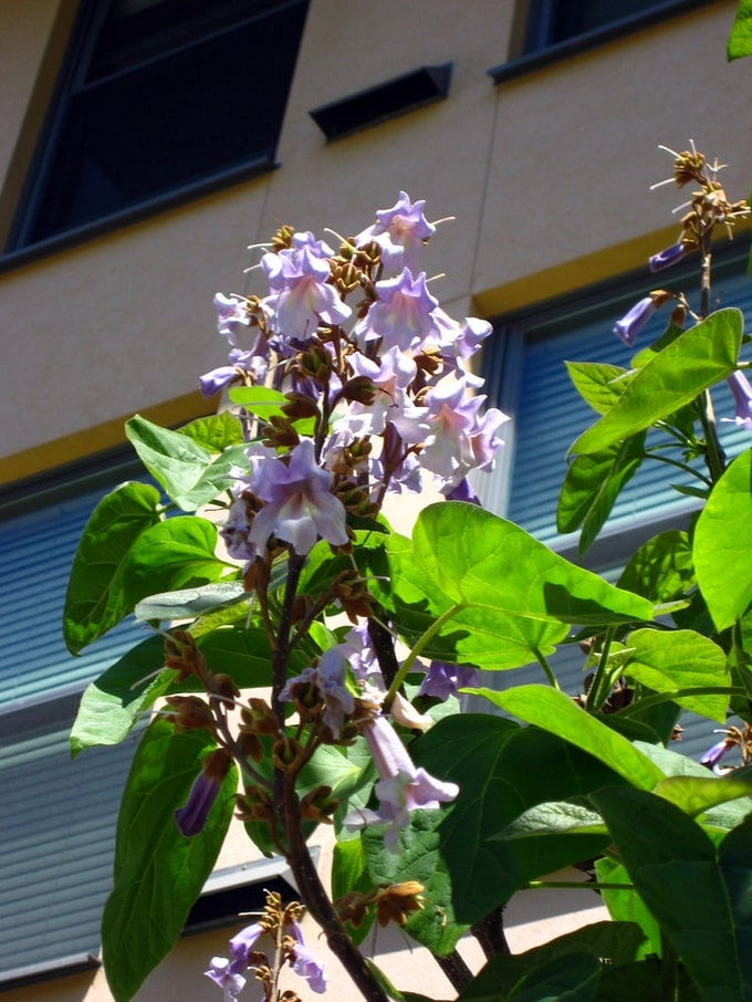Miniatura: Paulownia - Blauglockenbaum - Paulownia Tomentosa