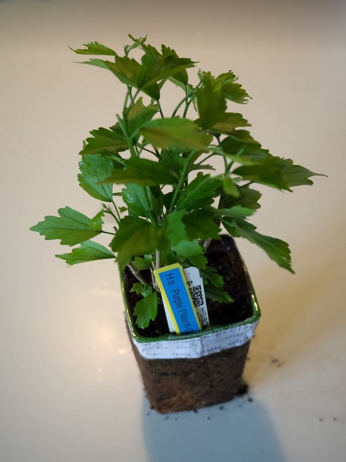 Miniatura: Hibiscus / Garteneibisch - Hibiscus syriacus