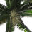 Miniature : Alexandrapalme - Frische Samen - Archontophoenix Alexandrae