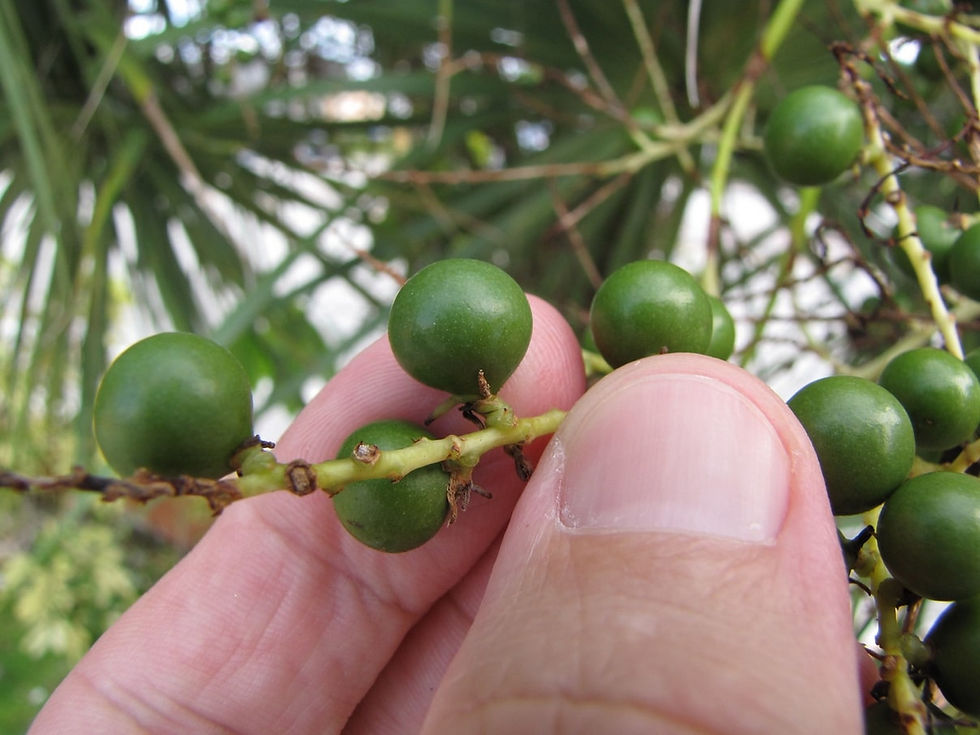 Thumbnail: Palmetto Palme - Sabal Palmetto - Frische Samen