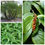Thumbnail: Package - 2: Black pepper, water spinach, Canary Island date palm
