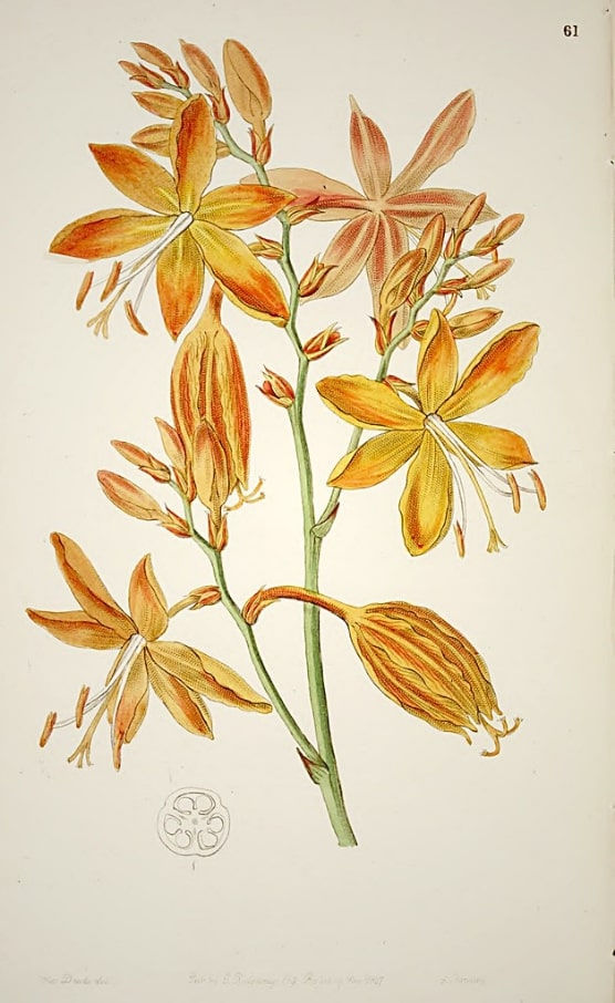 Thumbnail: Gold Montbretie - Crocosmia Aurea - Frische Samen