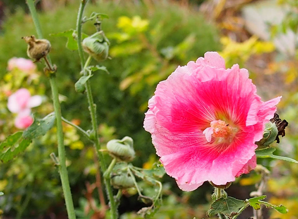 Thumbnail: Stockrose - Farbe - Pink - Alecea Rosea - Frische Samen