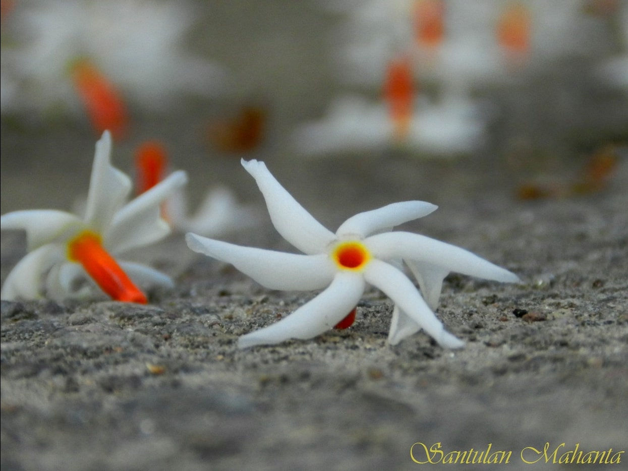 Indischer Nachtjasmin - Nyctanthes ArborTristis - Selten angeboten