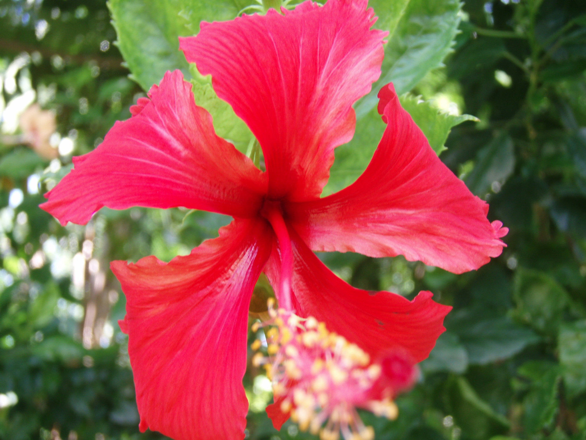Roter Hibiscus - Hibiscus Cannabinus - Frische Samen