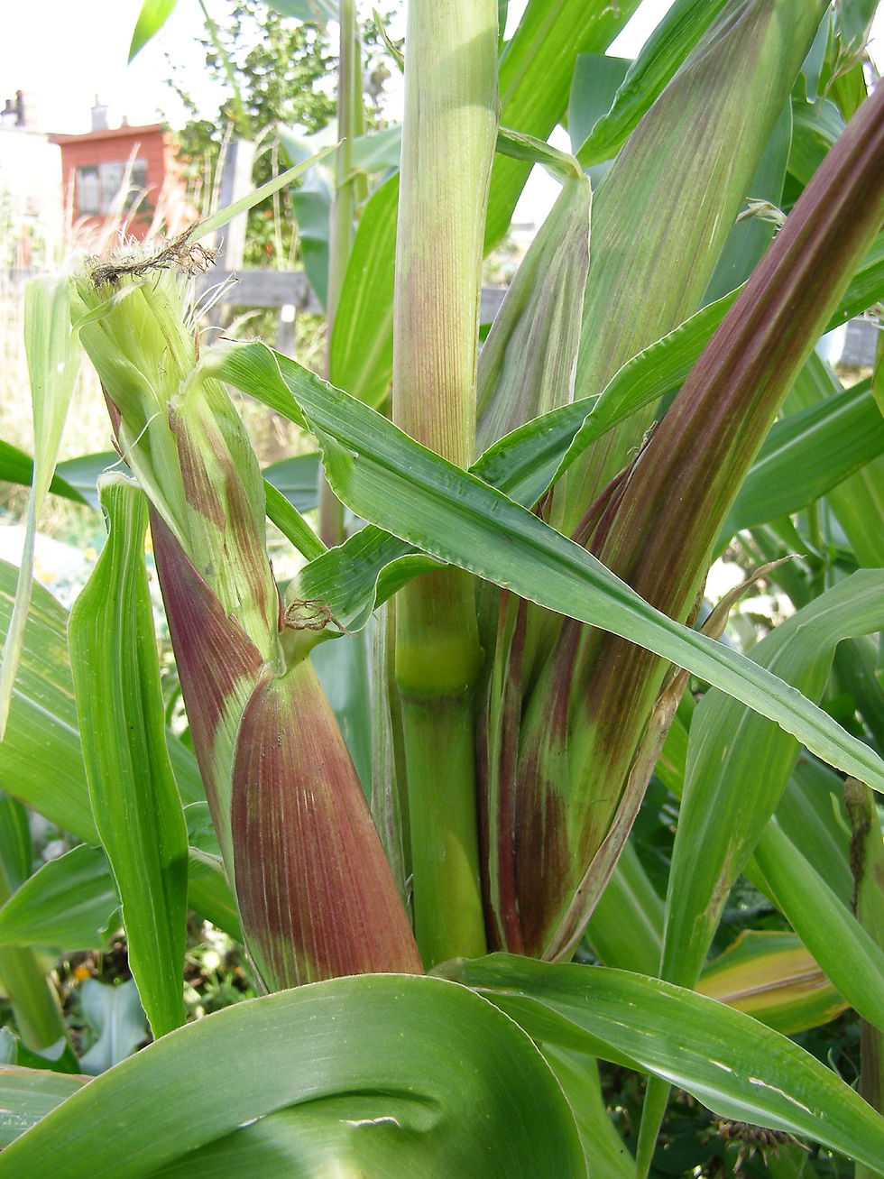 Miniatura: Bunter Mais / Regenbogen Mais