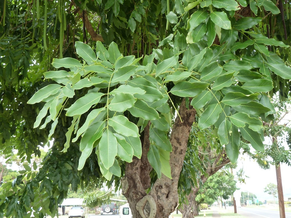 Miniatura: Laburnum indio - Cassia fistula