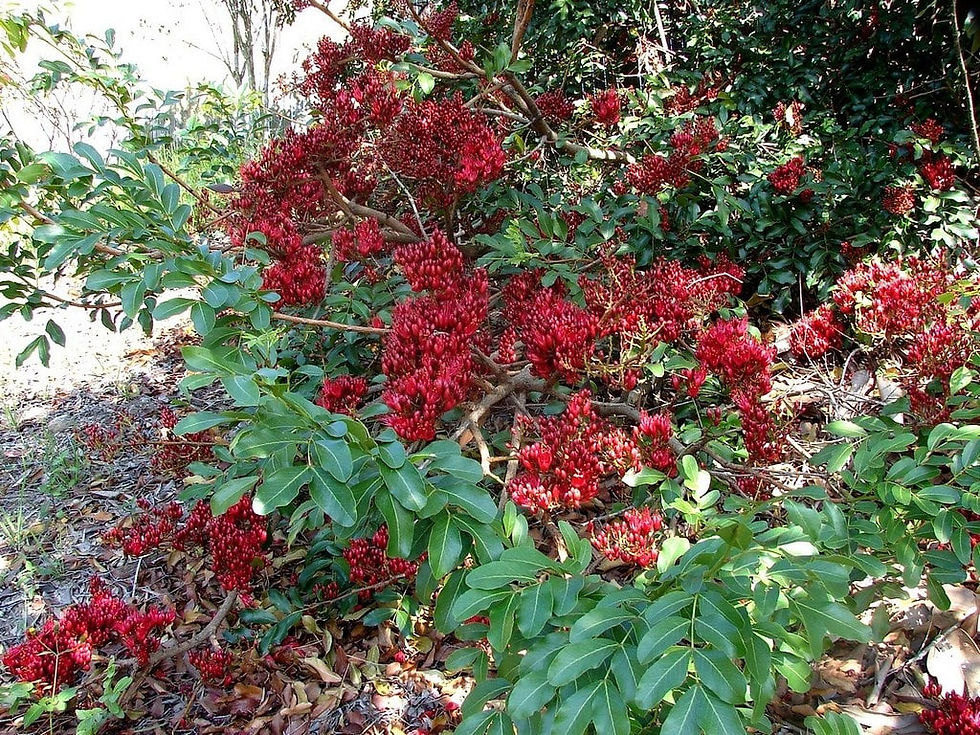 Miniatura: Árbol sudafricano fucsia / loro - Schotia brachypetala
