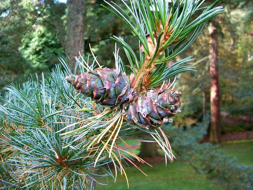 Miniatura: Mädchenkiefer - Pinus parviflora