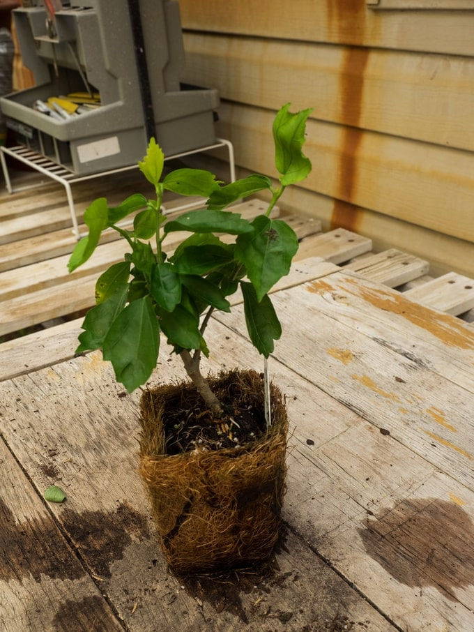 Miniatura: Hibiscus - Rot / Weiss - Hibiscus syriacus - Frische Samen