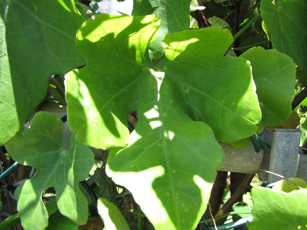 Miniature : Exotische Efeu Gurke / Tindola - Coccinia Grandis