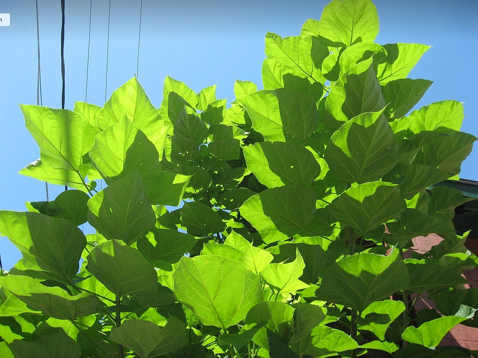 Miniatura: Paulownia - Blauglockenbaum - Paulownia Tomentosa