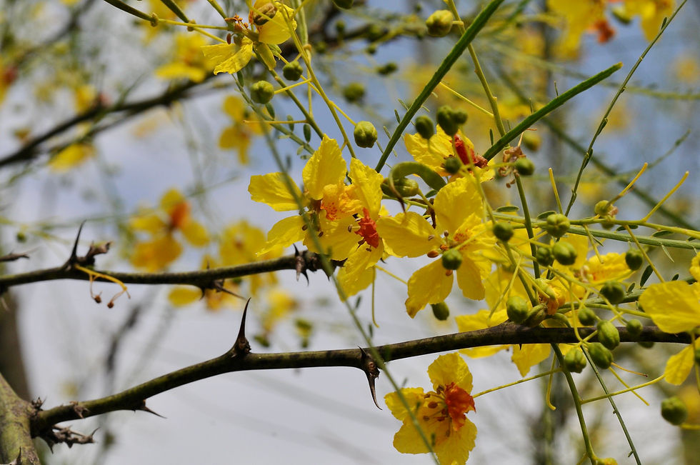 Thumbnail: Jerusalemdorn - Parkinsonia Aculeata - Frische Samen