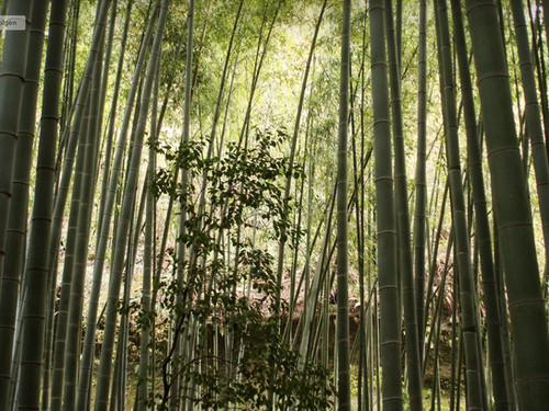 Moso Bambus - Groer grner Bambus - Phyllostachys Pubescens |  nicks-asianshop.com