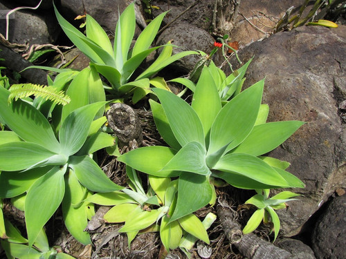 Agave Attenuata: Cura Completa E Guida Per Una Pianta Resistente - Foto 9
