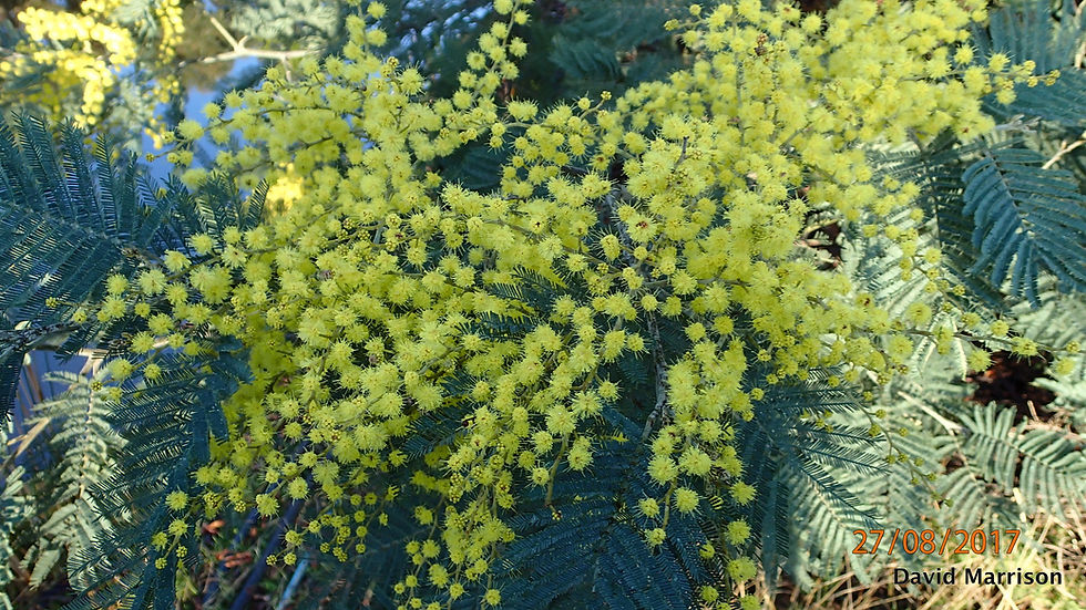 Miniatura: Silber Akazie - Acacia Dealbata - Frische Samen