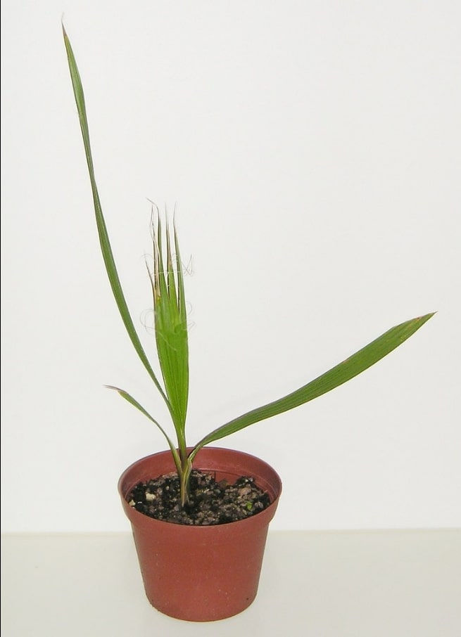 Thumbnail: Kalifornische Petticoatpalme -  Frische Samen - Washingtonia Filifera