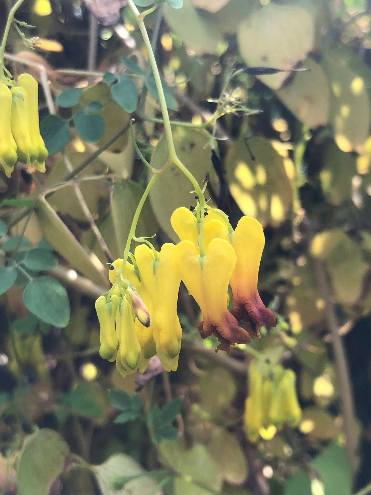Kletternde Herzblumen - Dactylicapnos Scandens Yellow - Frische Samen