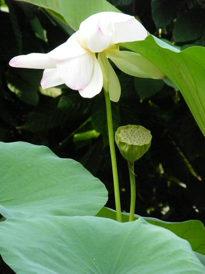 Miniatura: Weisse Lotusblume - Nelumbo