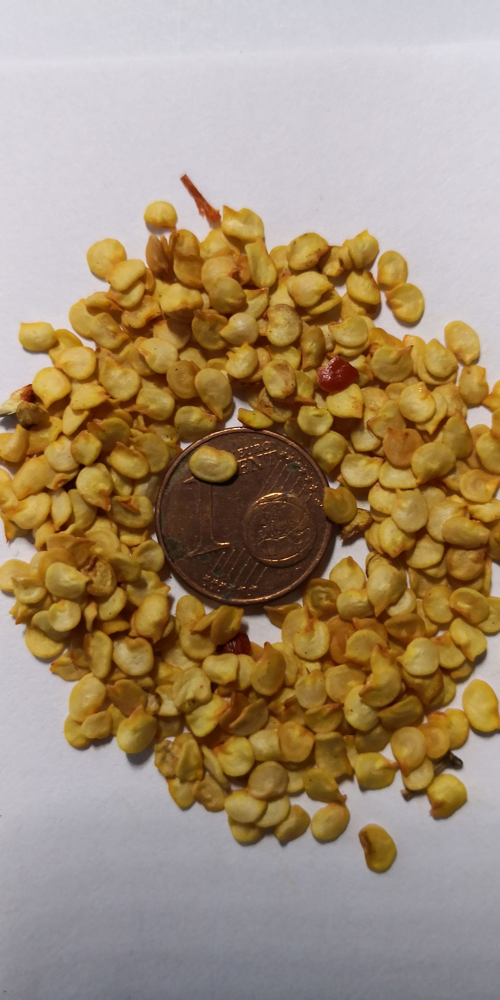 Miniatura: Paquete - 5: chile picante tailandés, eneldo, manzana canela