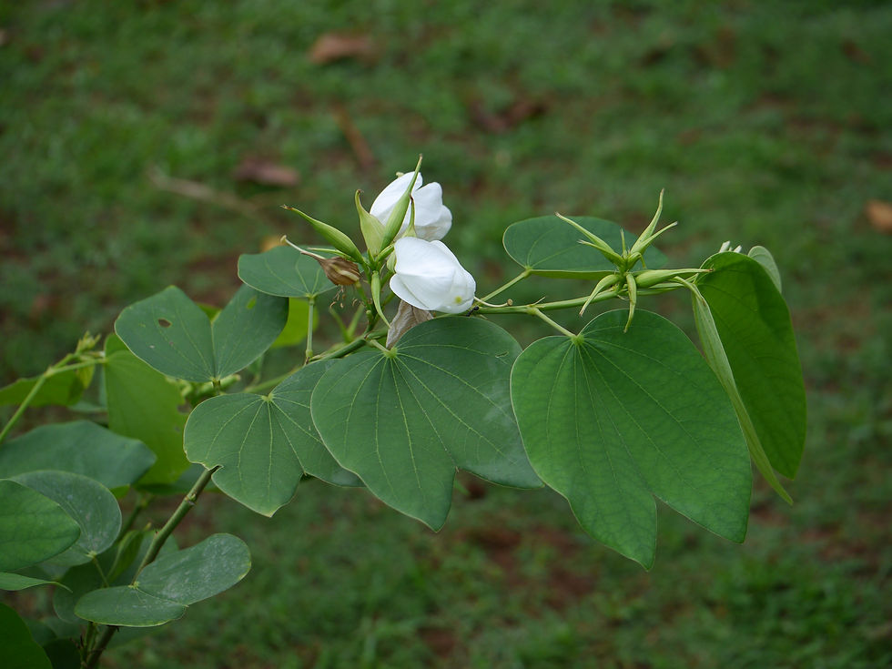 Thumbnail: Weißer Orchideenbaum - Bauhinia Acuminata- Frische Samen