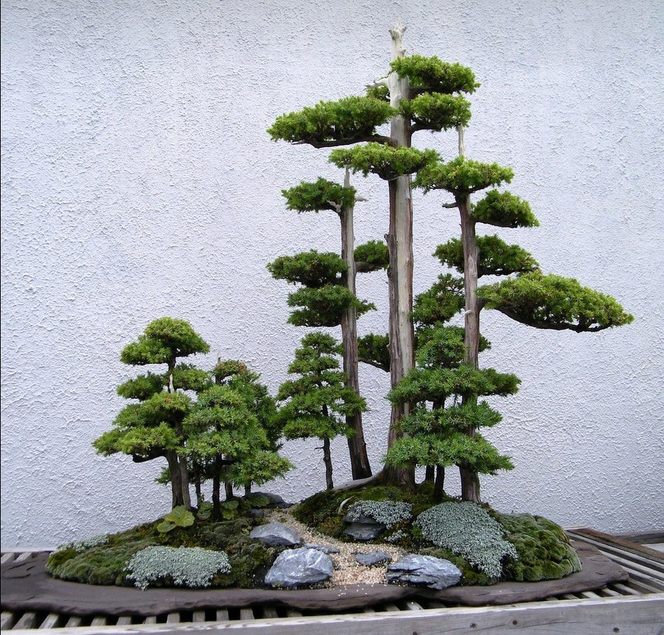 Miniatura: Wacholder Samen - Juniperus chinensis