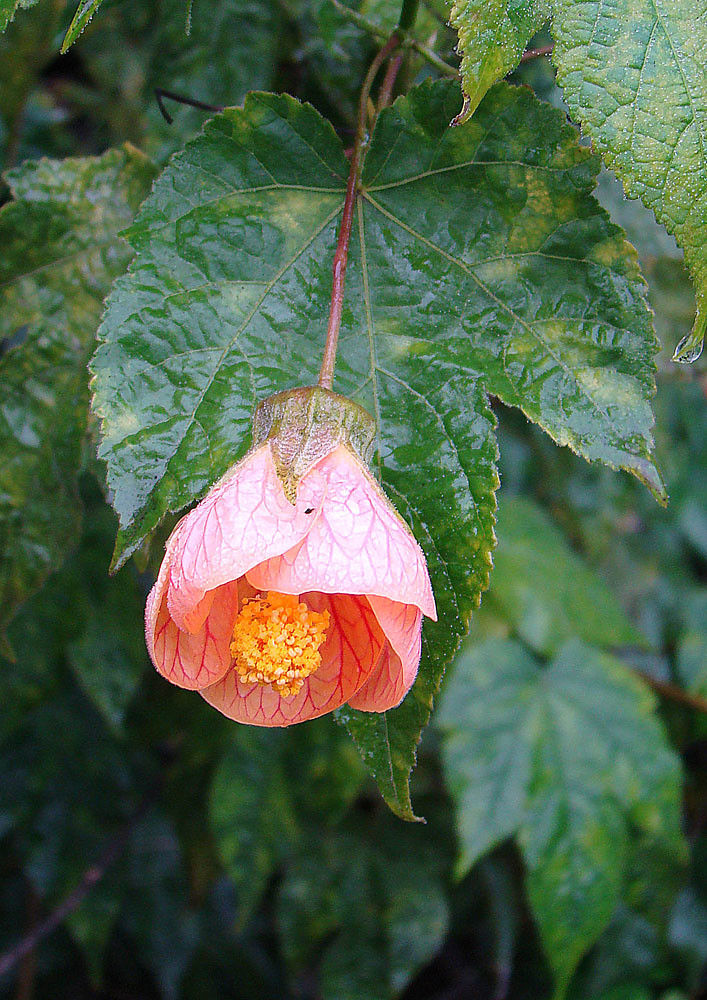 Thumbnail: Schönmalve - Abutilon Pictum - Frische Samen