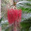Miniature : Piccabeen Palme - Frische Samen - Archontophoenix Cunninghamiana