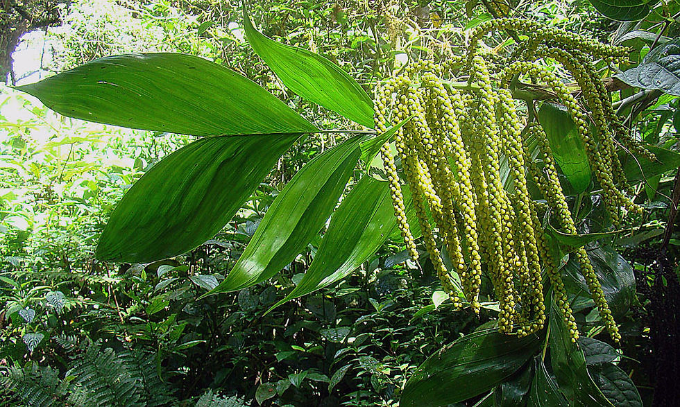 Miniature : Pacaya - Palme - Chamaedorea tepejilote - Frische Samen