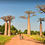 Miniaturbild: Affenbrotbaum - Baobab