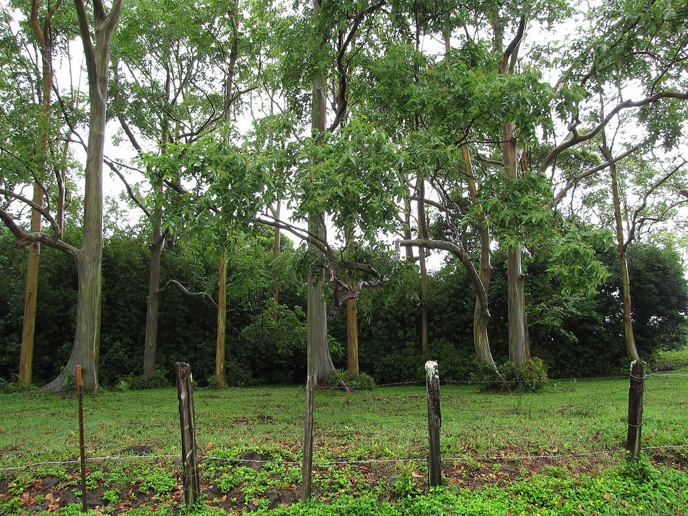 Miniaturbild: Regenbogen Eucalyptus - Eucalyptus Deglupta - Frische Samen