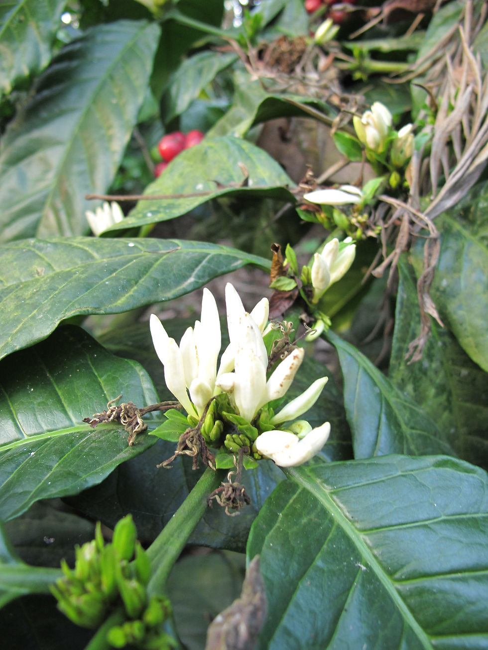 Thumbnail: Benghalen Kaffee - Coffea Benghalensis - Frische Samen